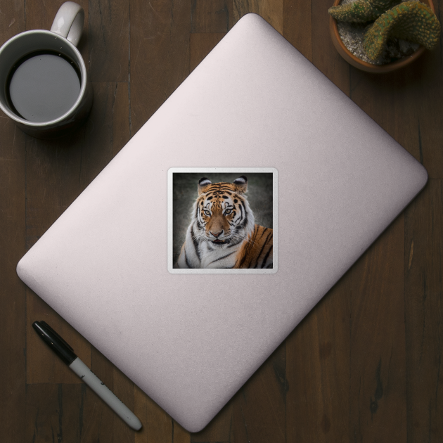 Tiger Portrait by TonyNorth